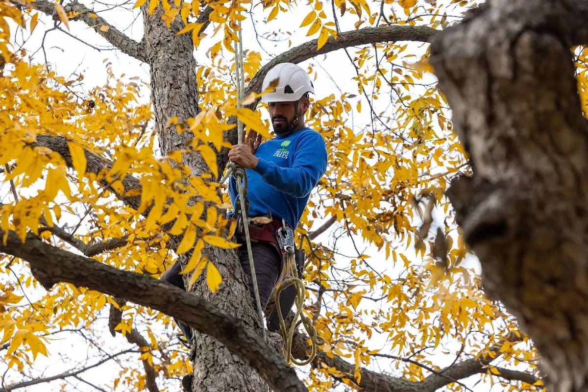 Skilled Tree Trimming crew working in Cheltenham